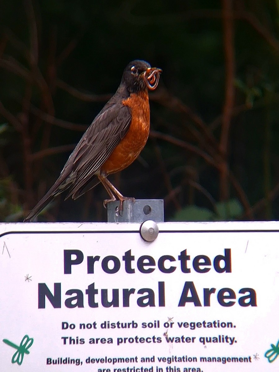 American Robin - F. Rainey