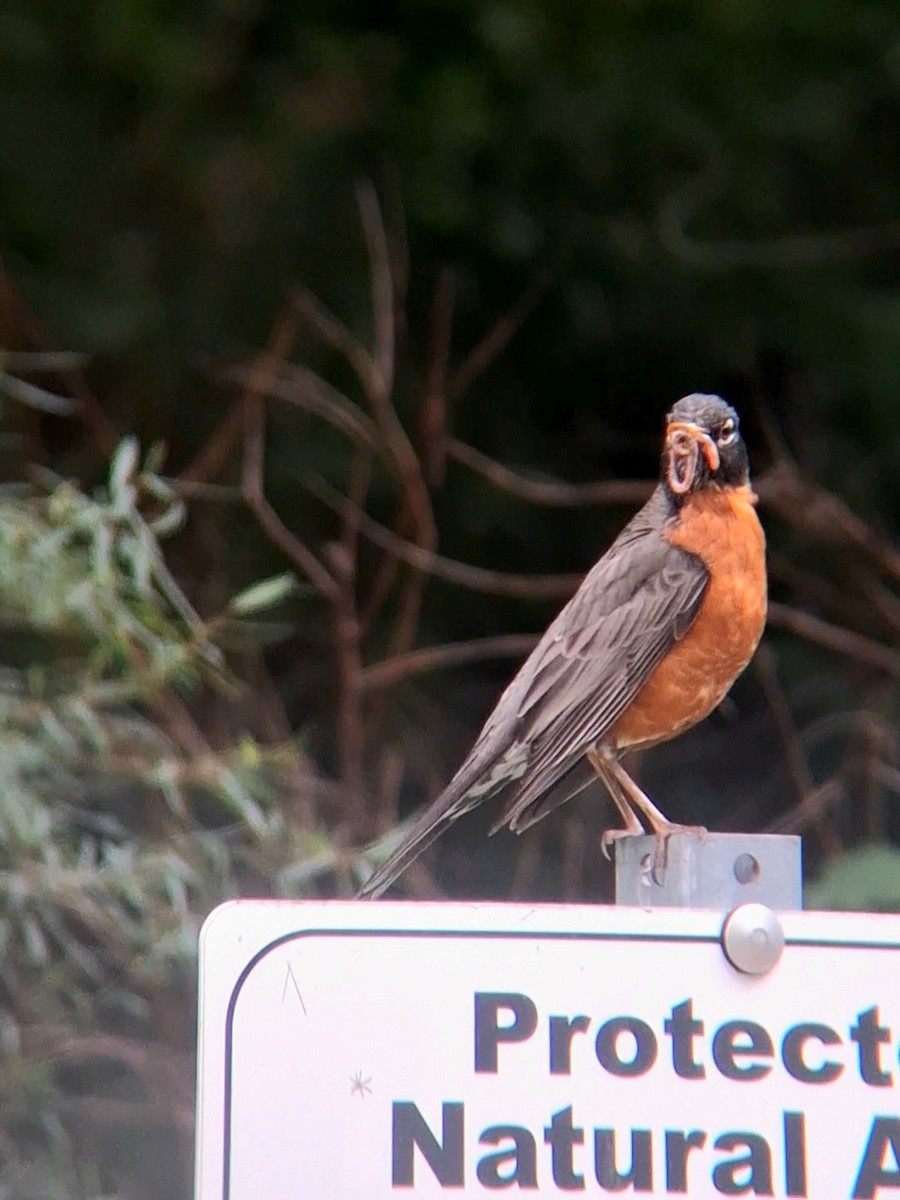 American Robin - F. Rainey