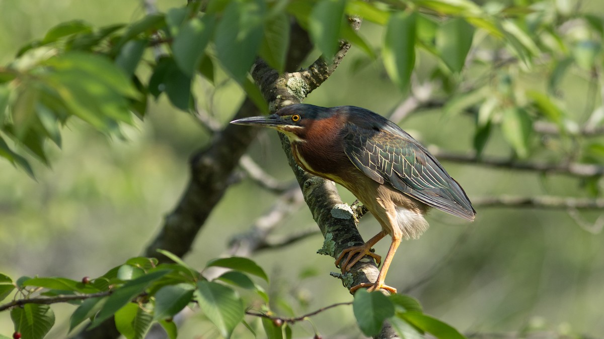 Green Heron - ML619594501