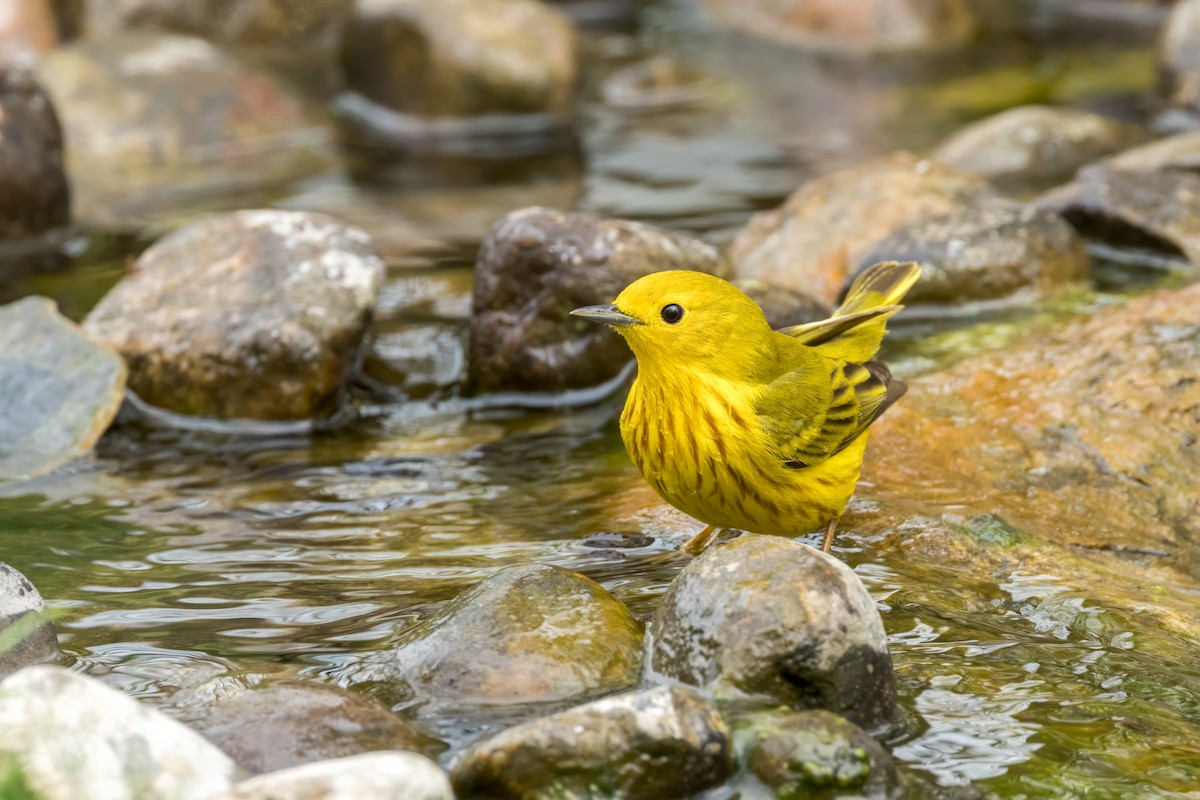 Yellow Warbler - Ric mcarthur