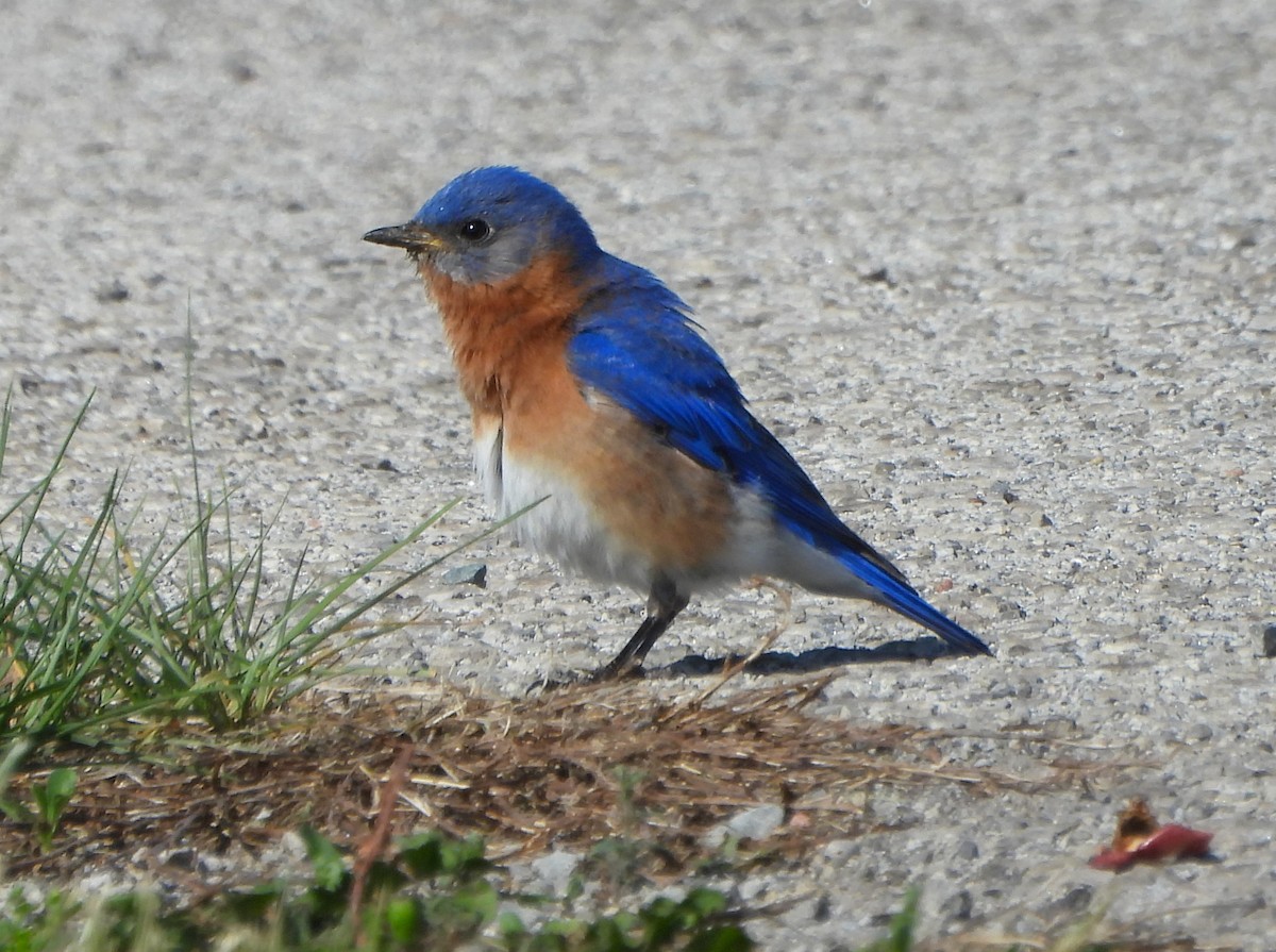 Eastern Bluebird - Steven C