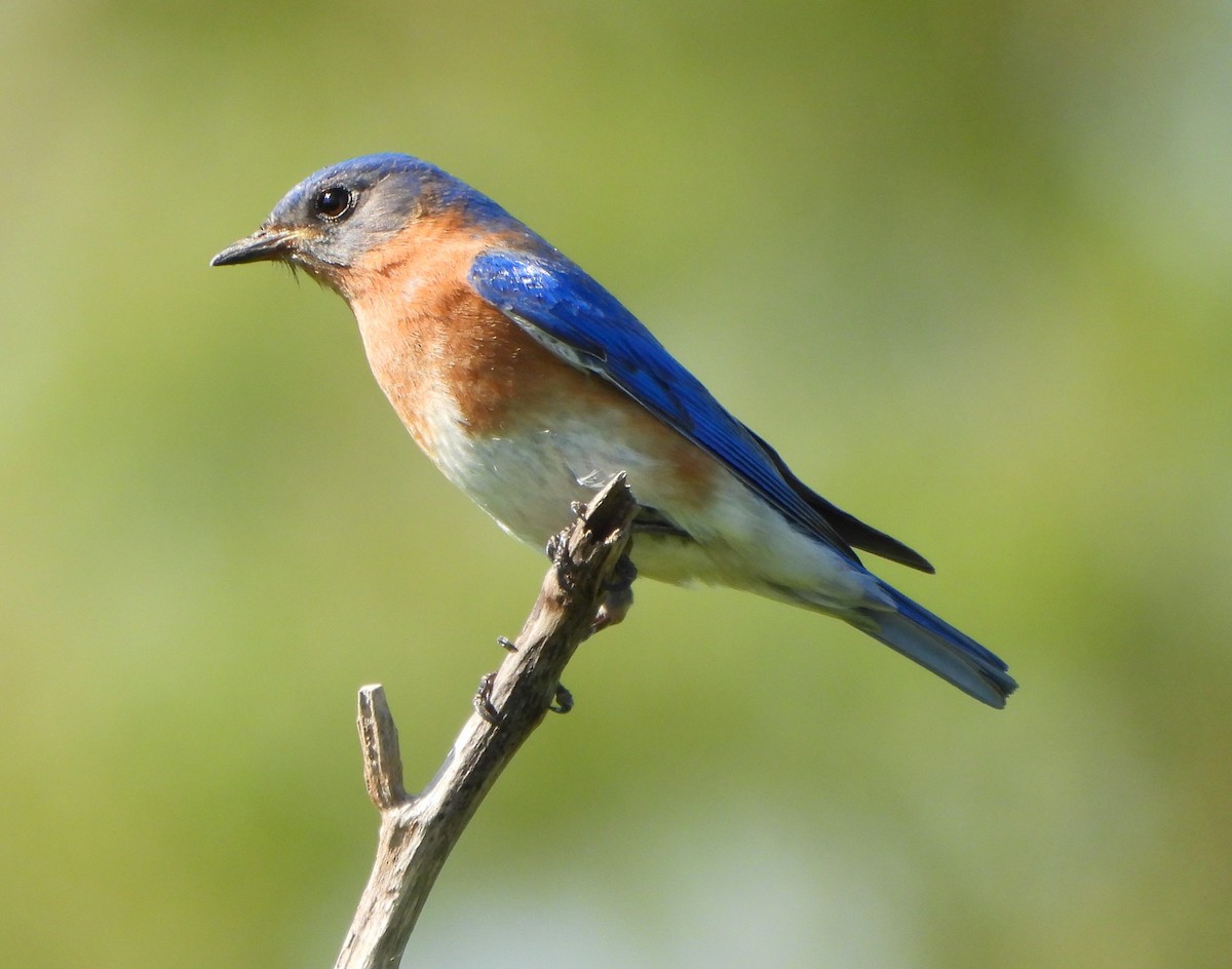 Eastern Bluebird - Steven C