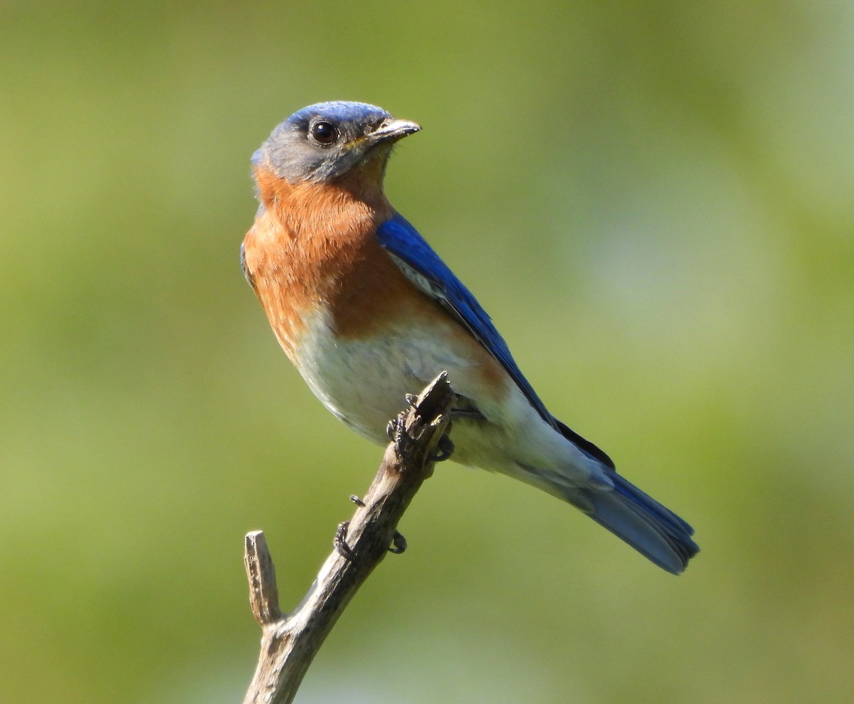 Eastern Bluebird - Steven C