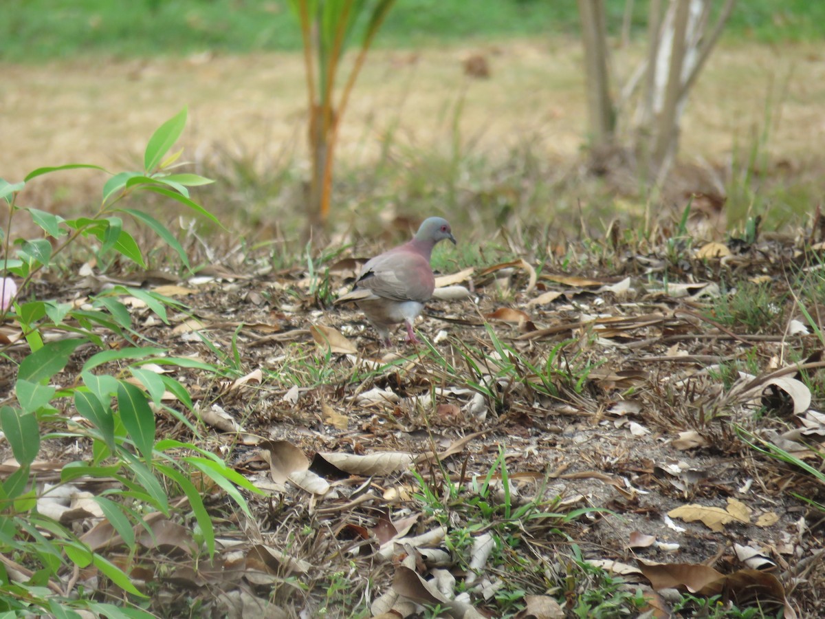 Pale-vented Pigeon - Sam Holcomb