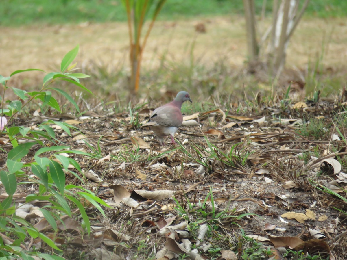 Pale-vented Pigeon - ML619594508