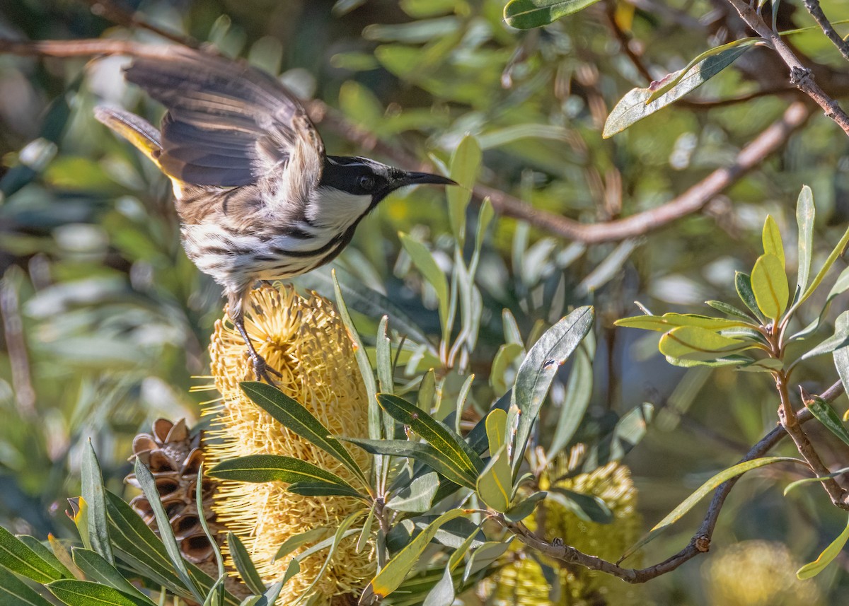 White-cheeked Honeyeater - ML619594511