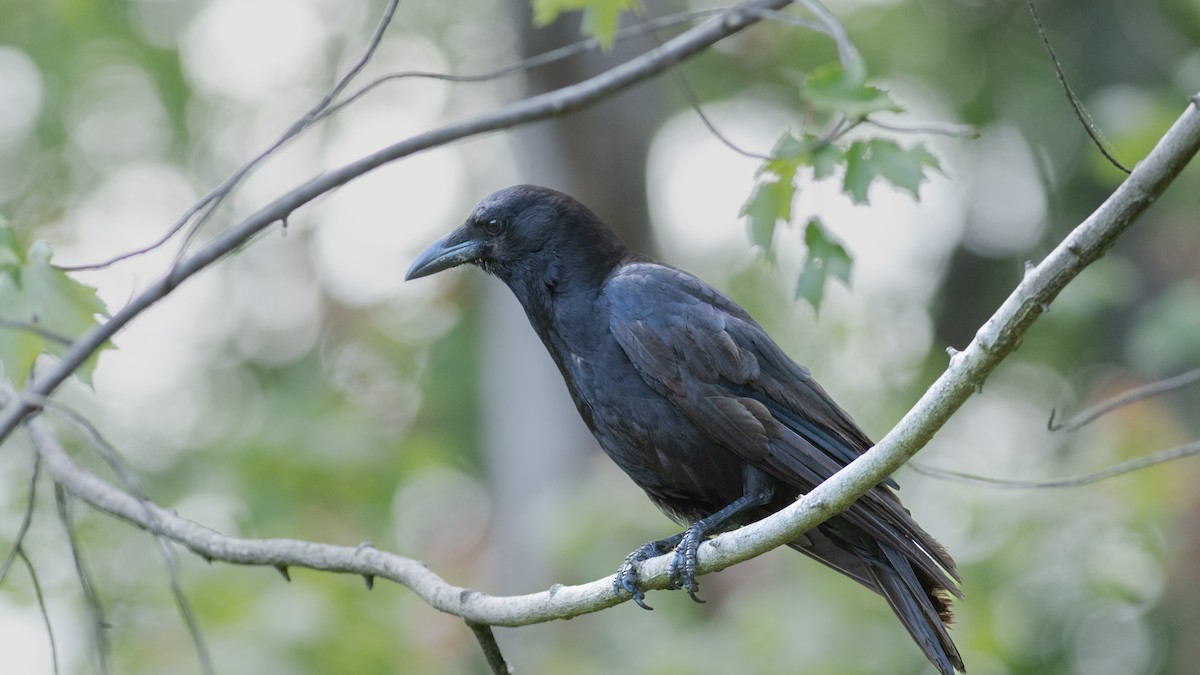 American Crow - ML619594512