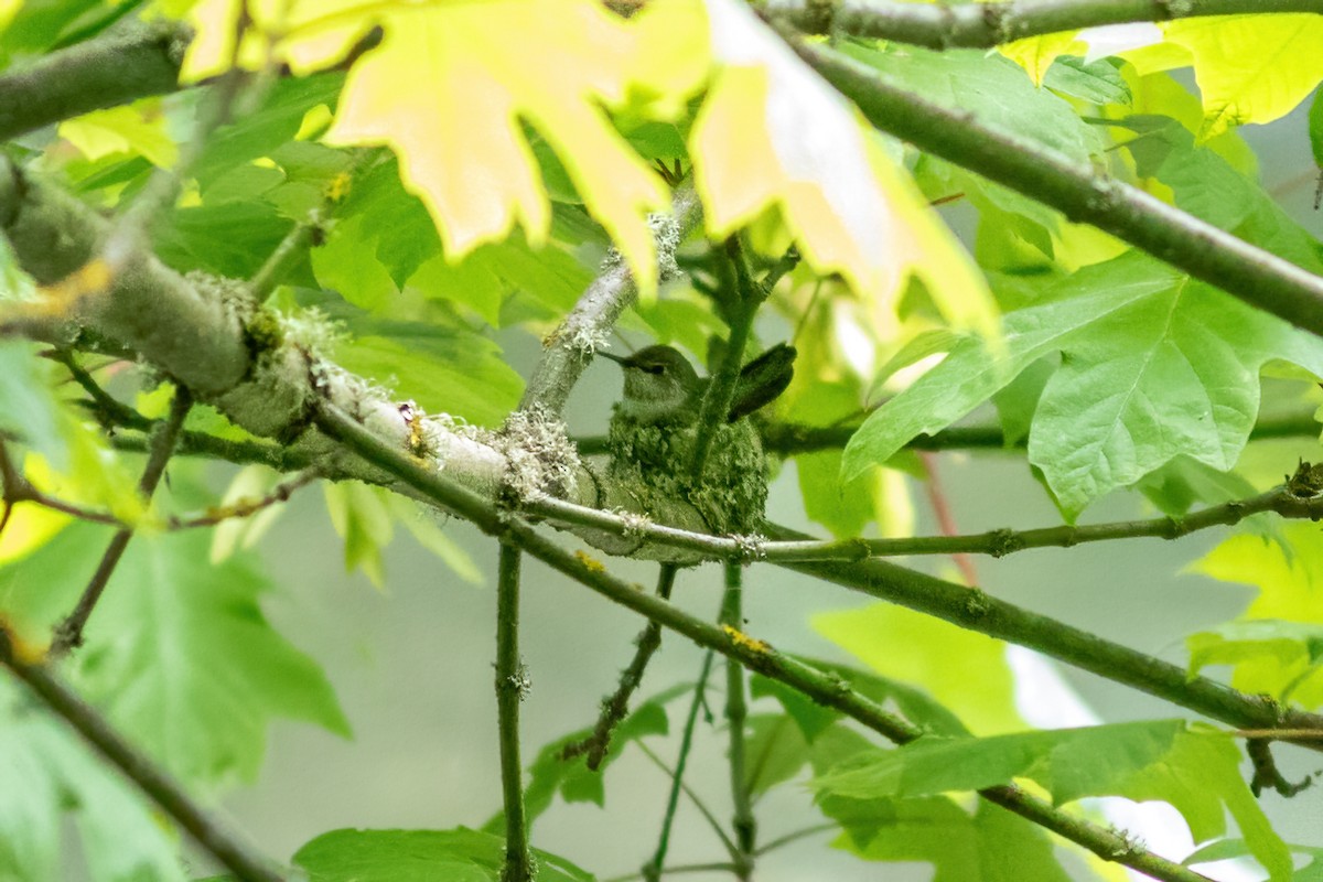 Anna's Hummingbird - ML619594513