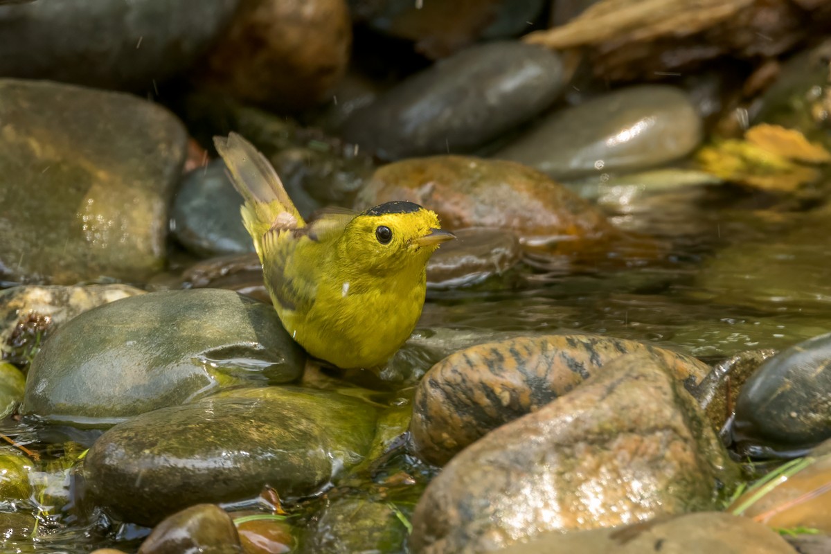 Wilson's Warbler - Ric mcarthur