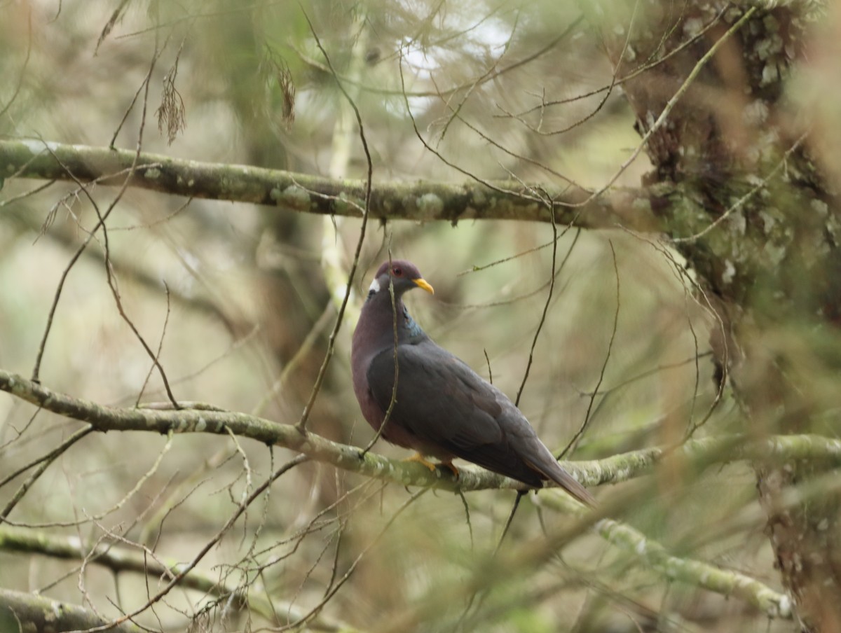 Band-tailed Pigeon - Diomedez Perez