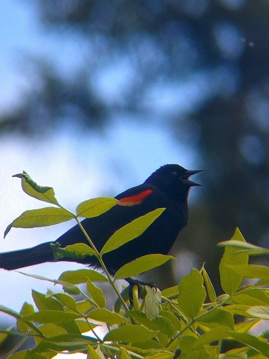 Red-winged Blackbird - F. Rainey