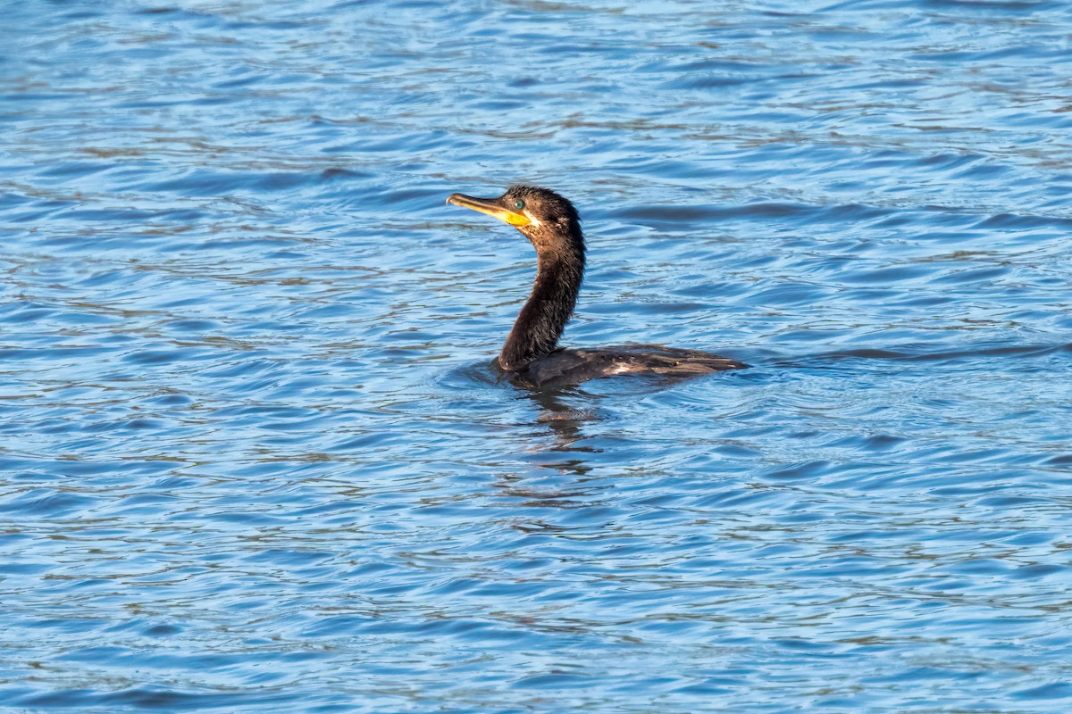 Neotropic Cormorant - Marcelo  Telles