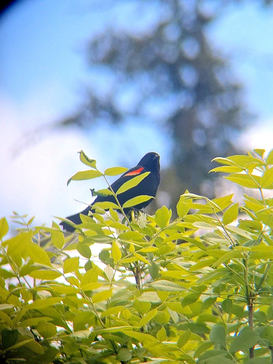 Red-winged Blackbird - F. Rainey