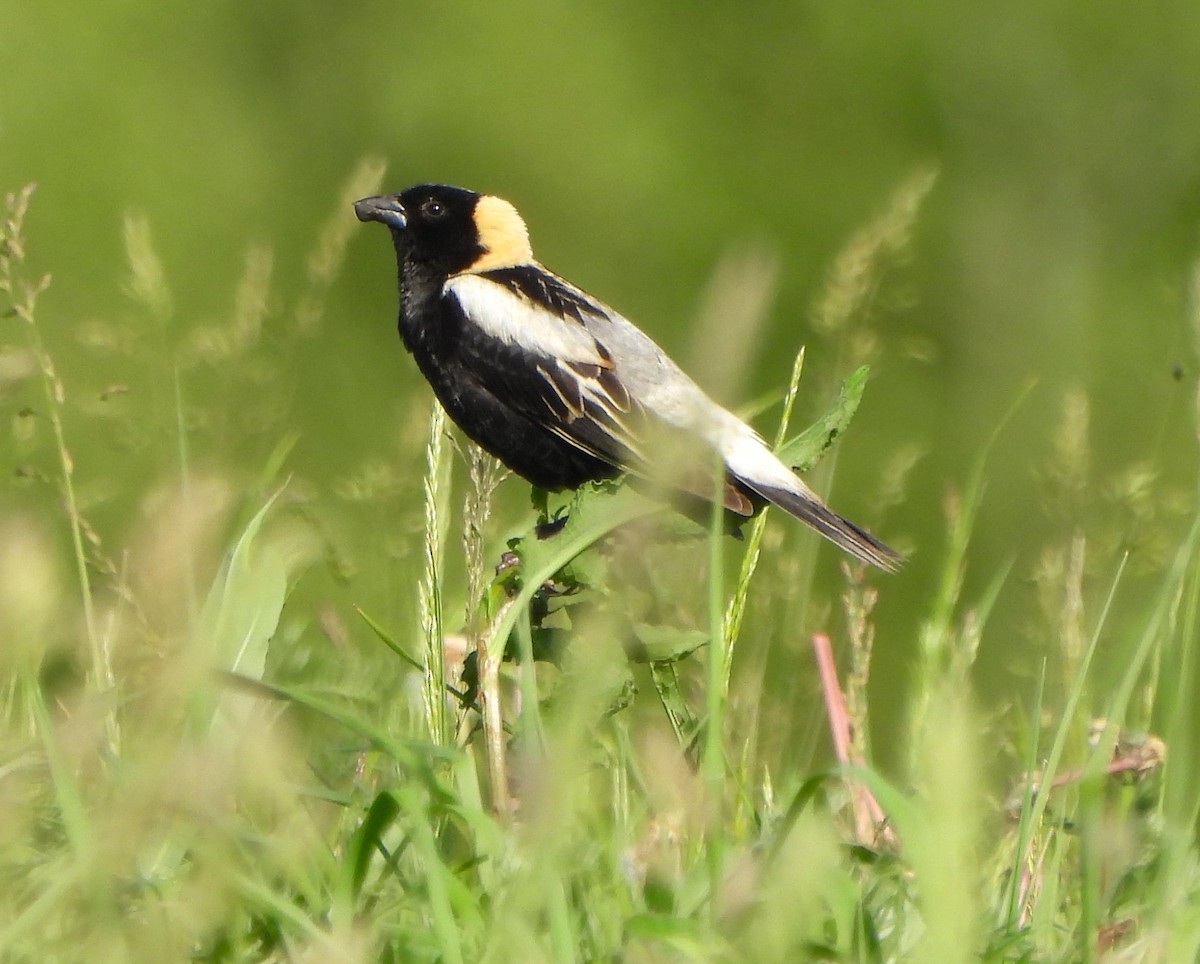 bobolink americký - ML619594529