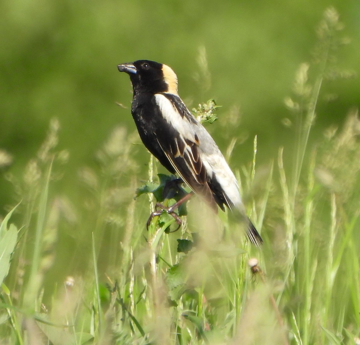 bobolink americký - ML619594532