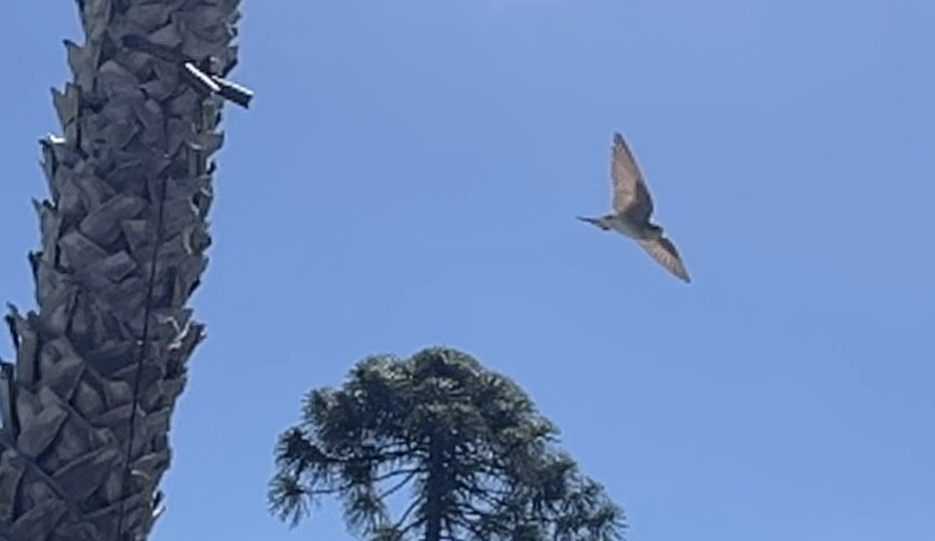 Northern Rough-winged Swallow - Lyla Arum