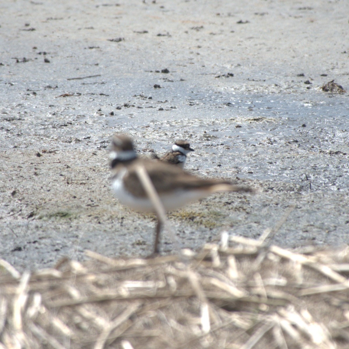 Killdeer - Ryan Hale