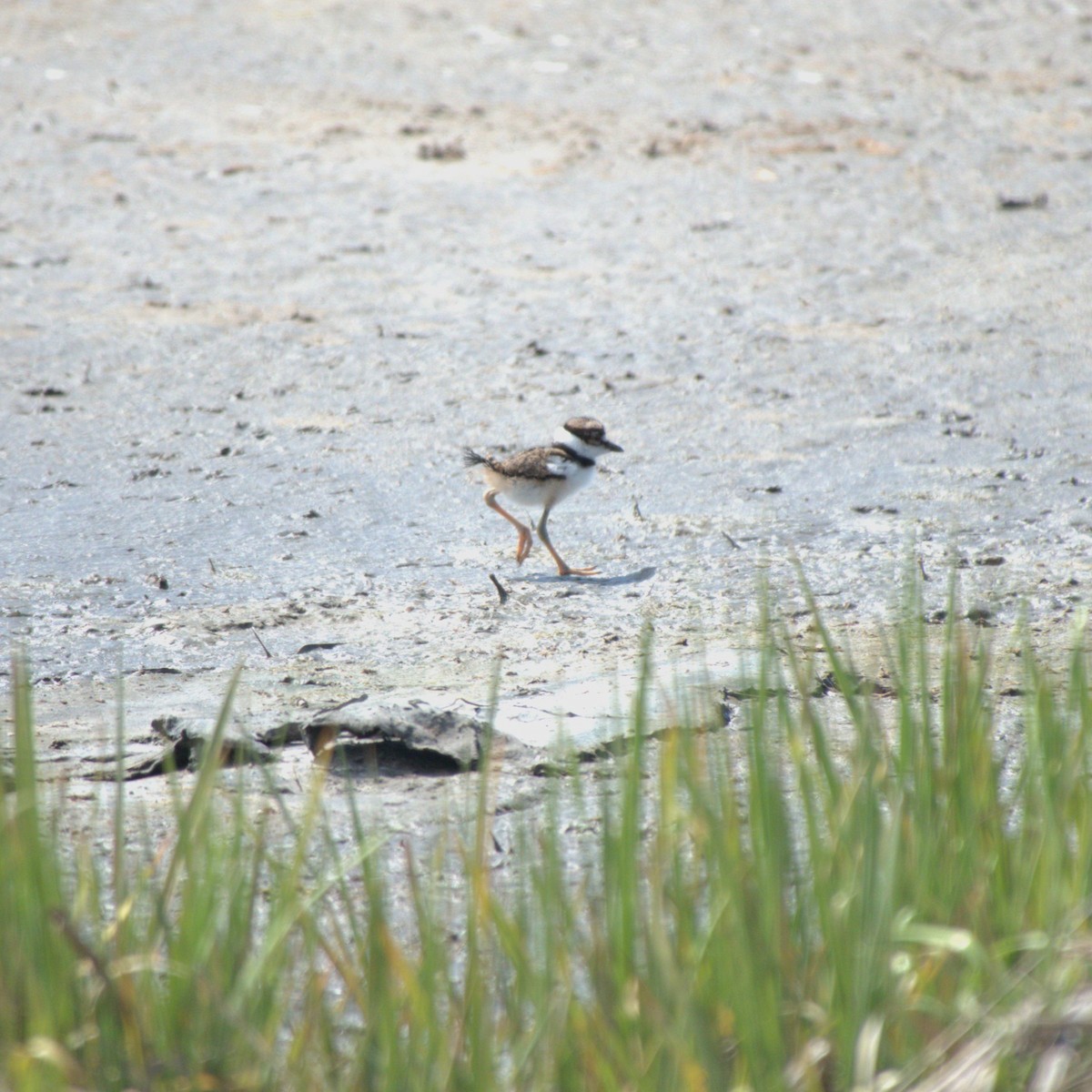 Killdeer - ML619594537