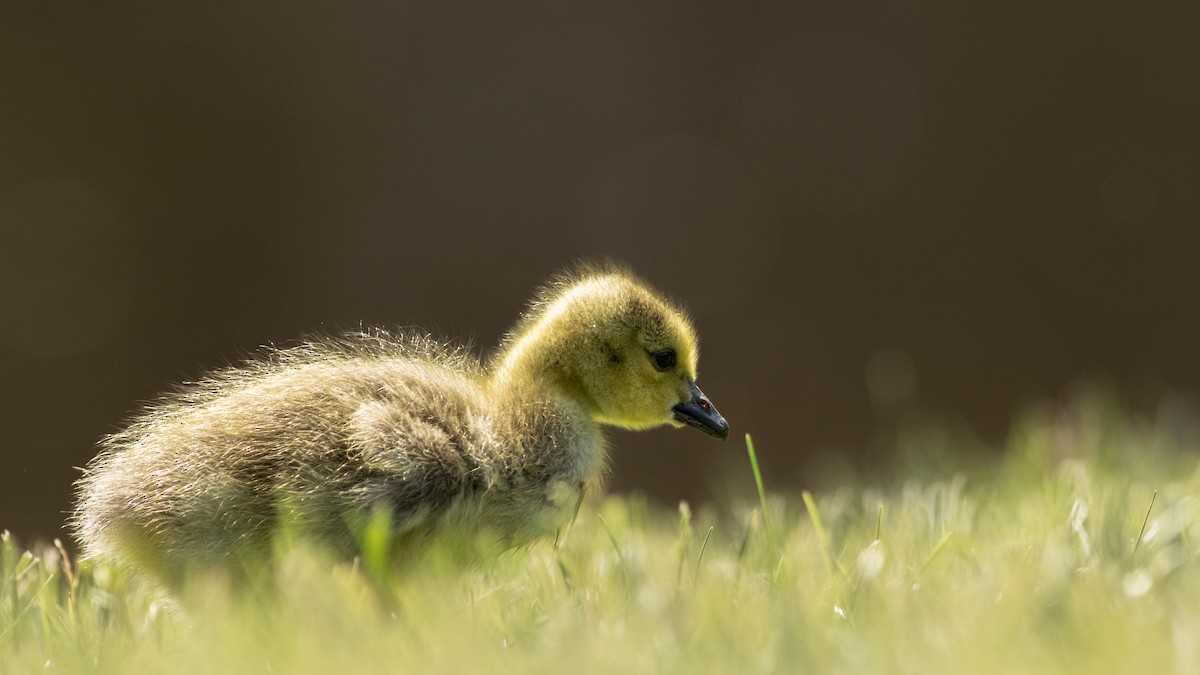 Canada Goose - Mathew Gledhill