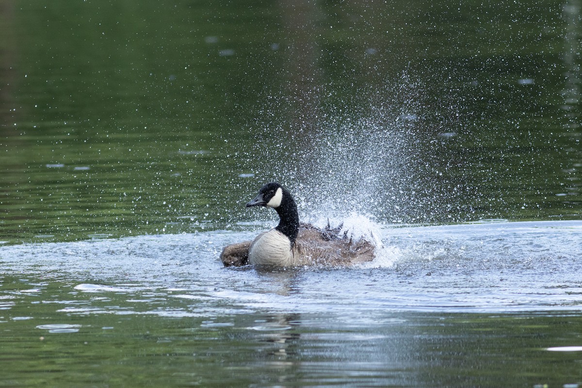 Canada Goose - ML619594539