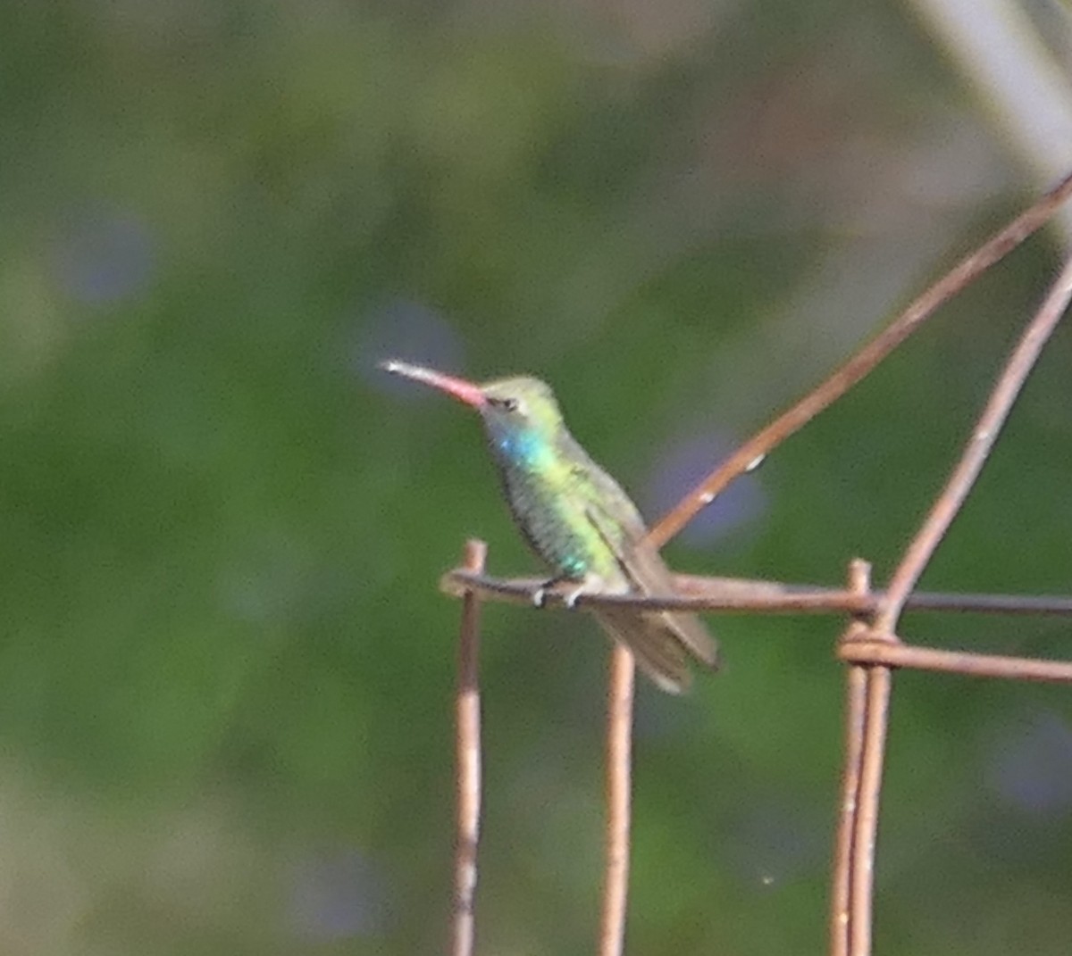 Colibrí Piquiancho Común - ML619594540