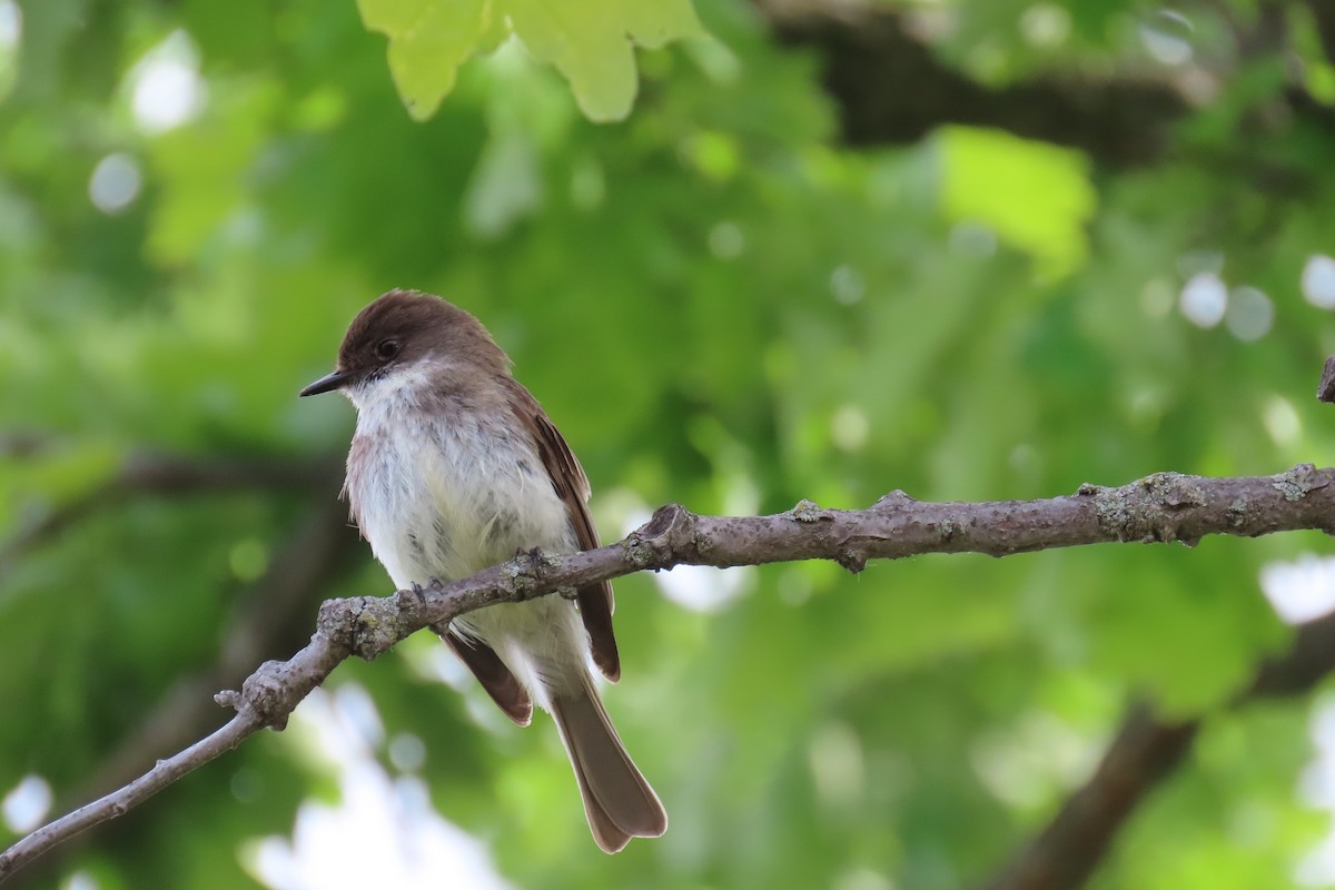 Eastern Phoebe - Lydia Nelson