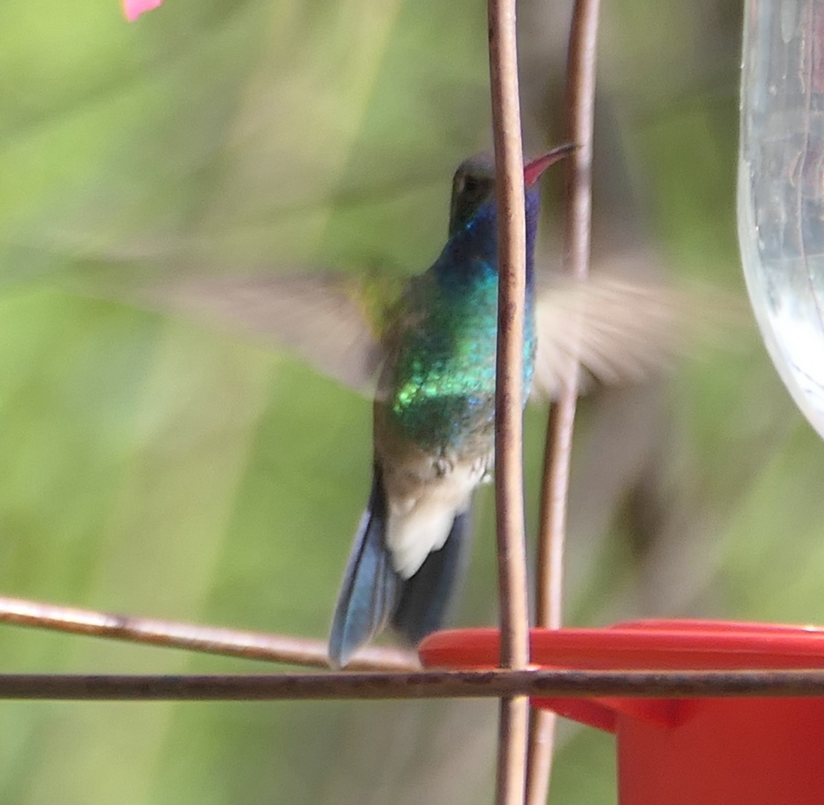 Broad-billed Hummingbird - Melanie Barnett
