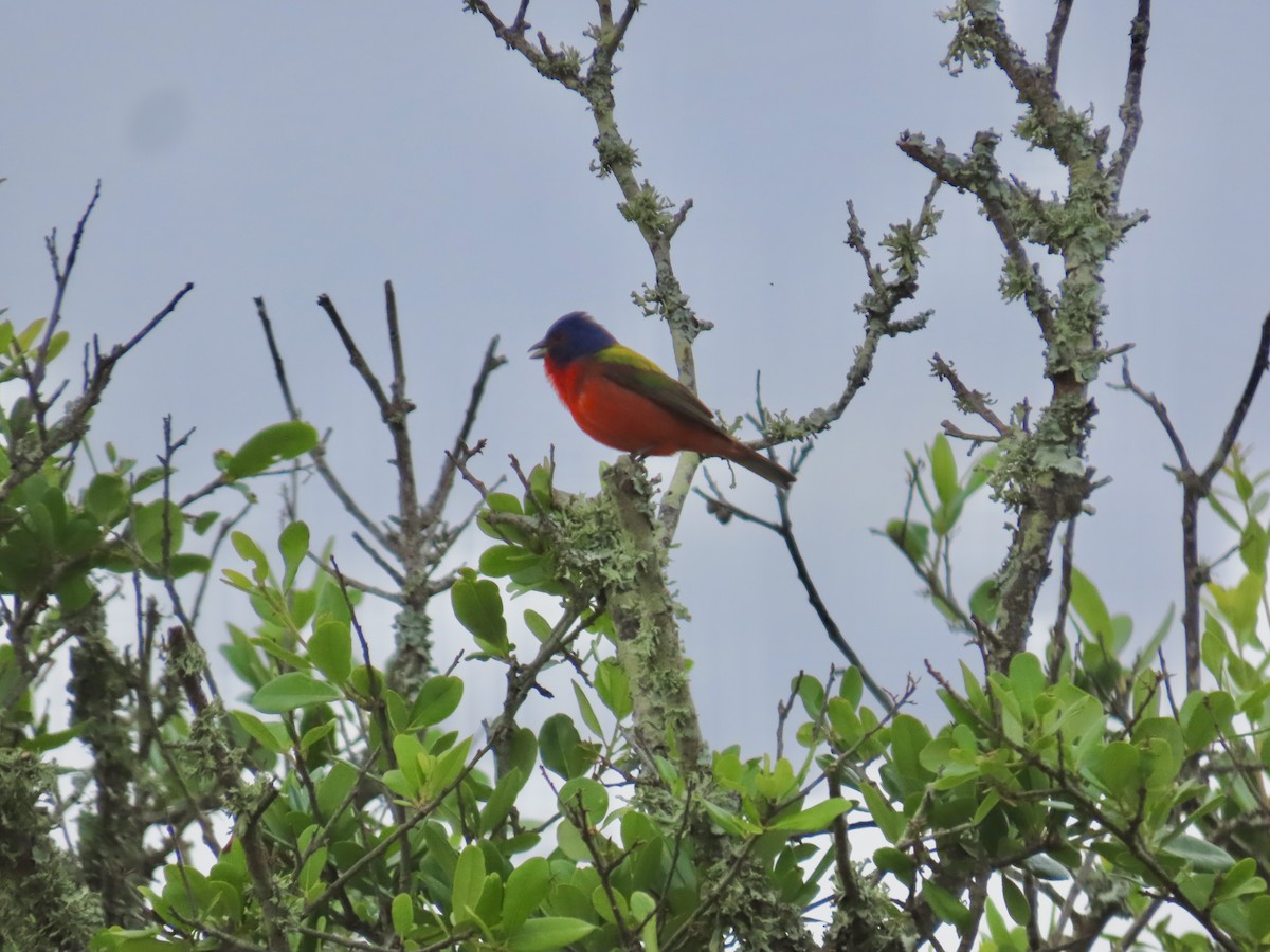 Painted Bunting - Craig Watson