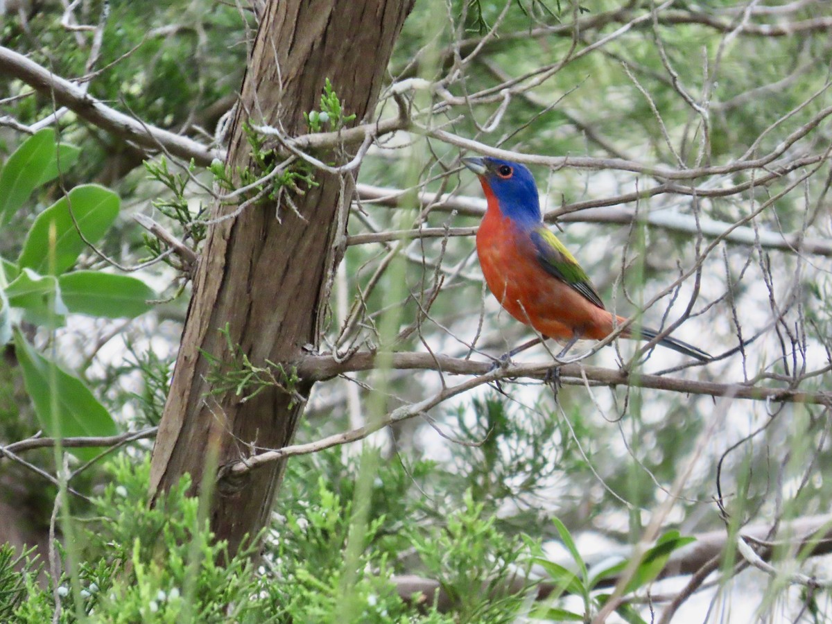 Painted Bunting - Craig Watson