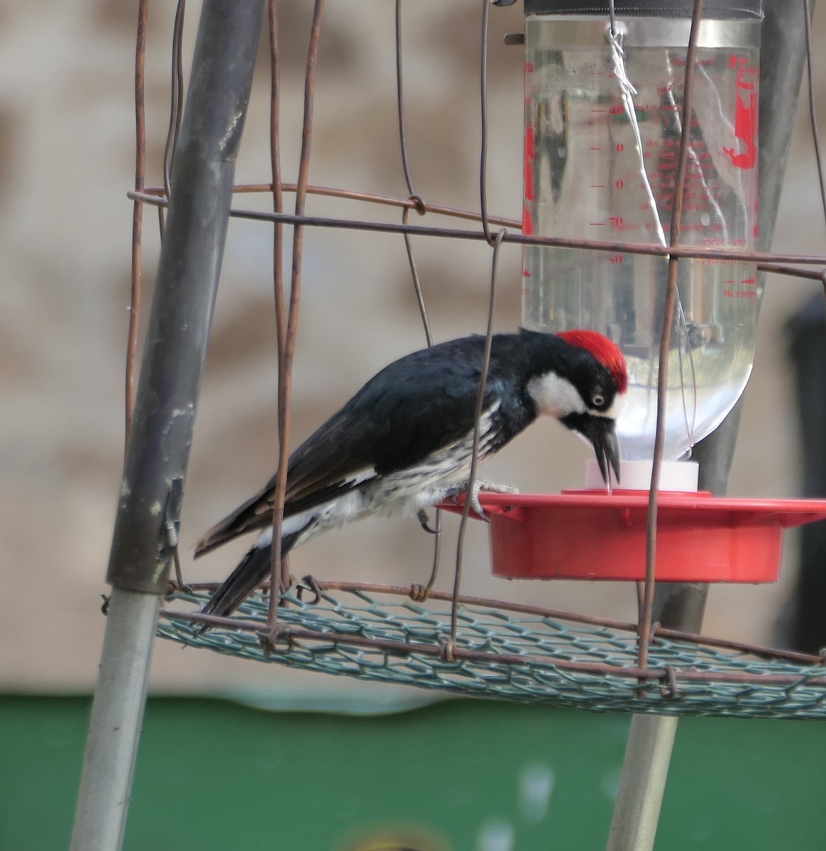 Acorn Woodpecker - Melanie Barnett