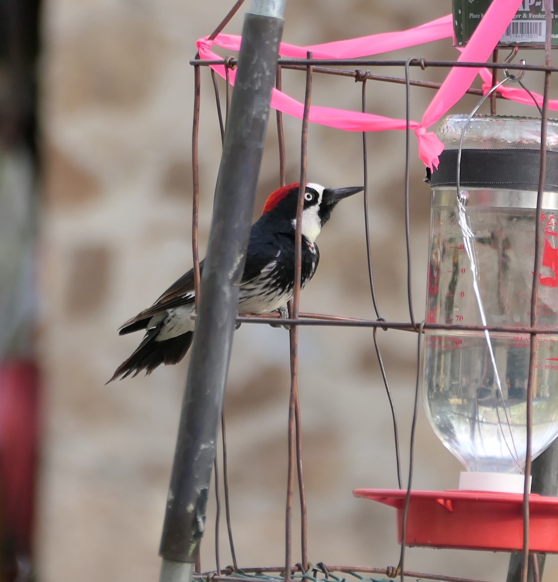 Acorn Woodpecker - Melanie Barnett