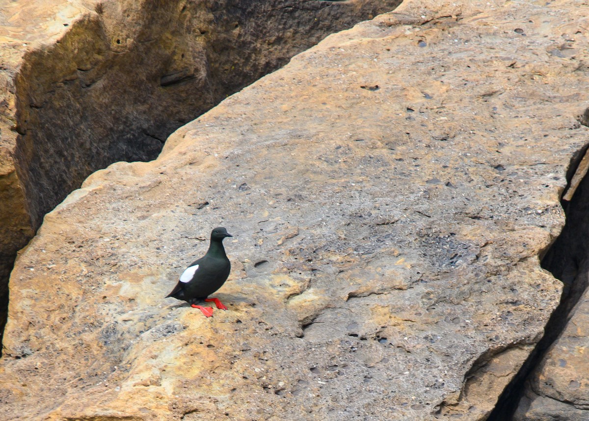 Black Guillemot - Dennis Elder