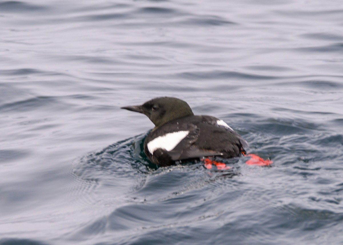 Black Guillemot - Dennis Elder