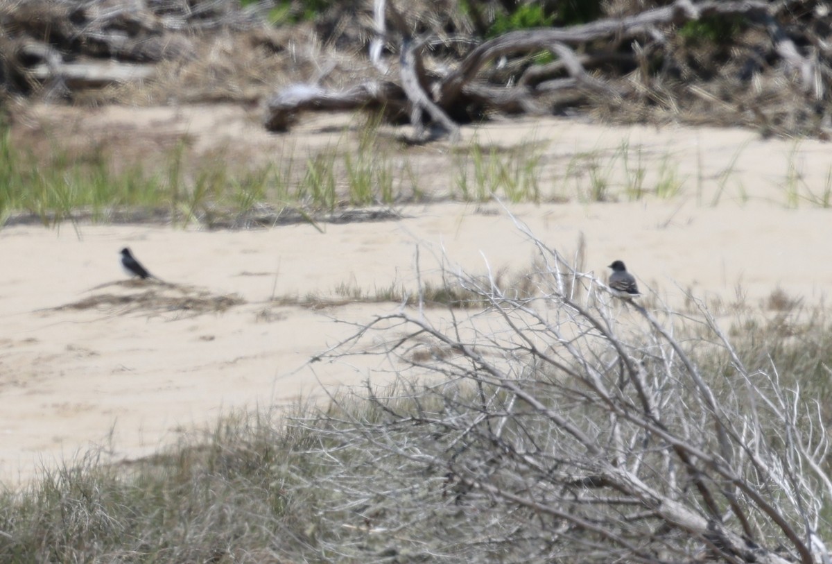 Eastern Kingbird - burton balkind