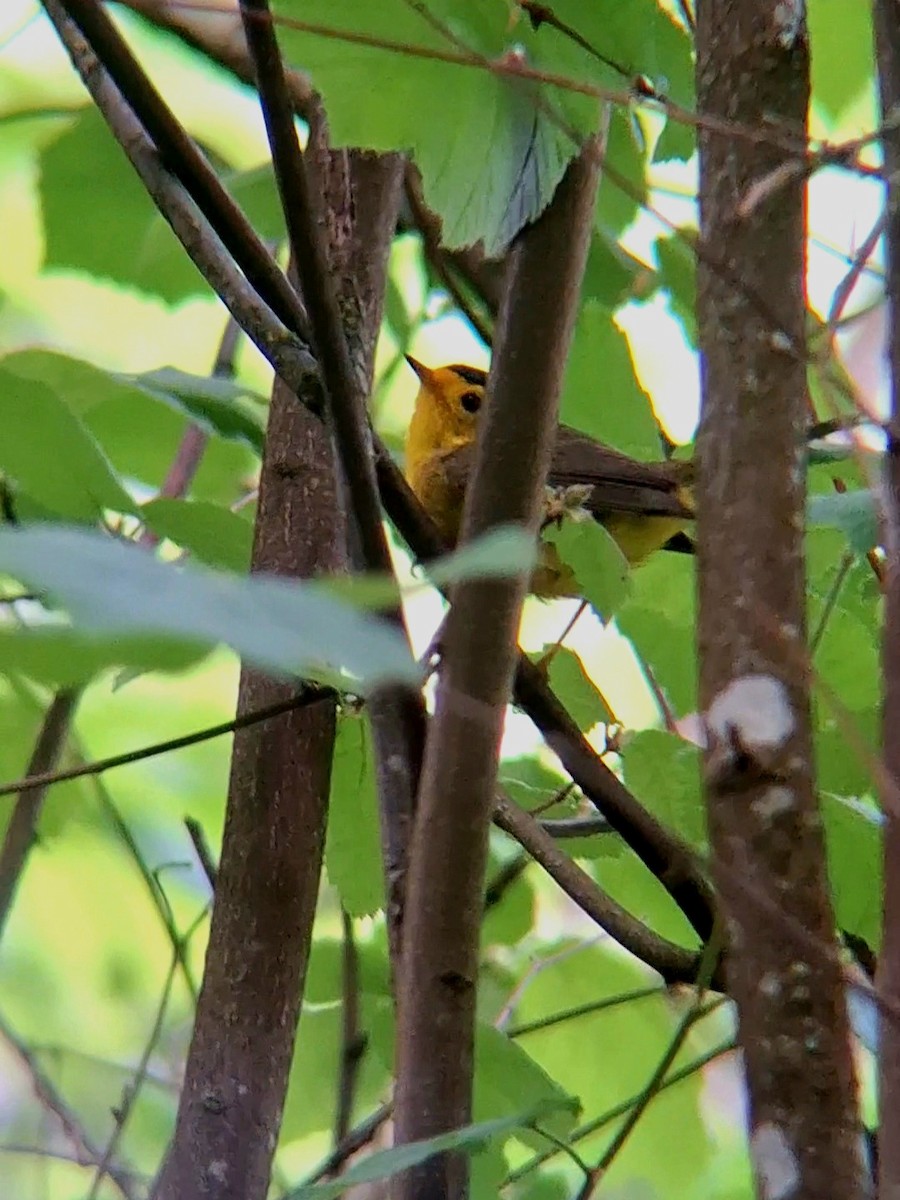 Wilson's Warbler - F. Rainey