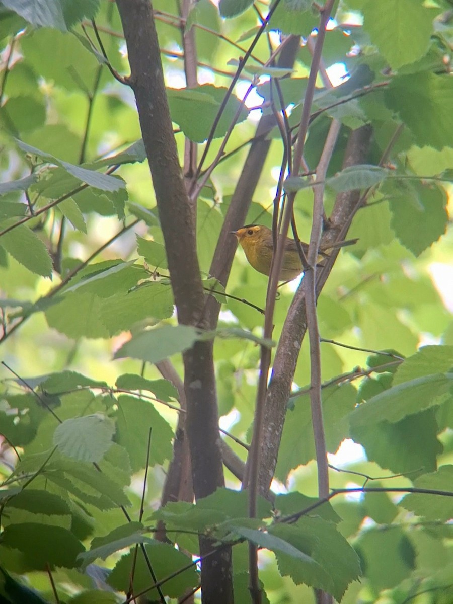 Wilson's Warbler - F. Rainey