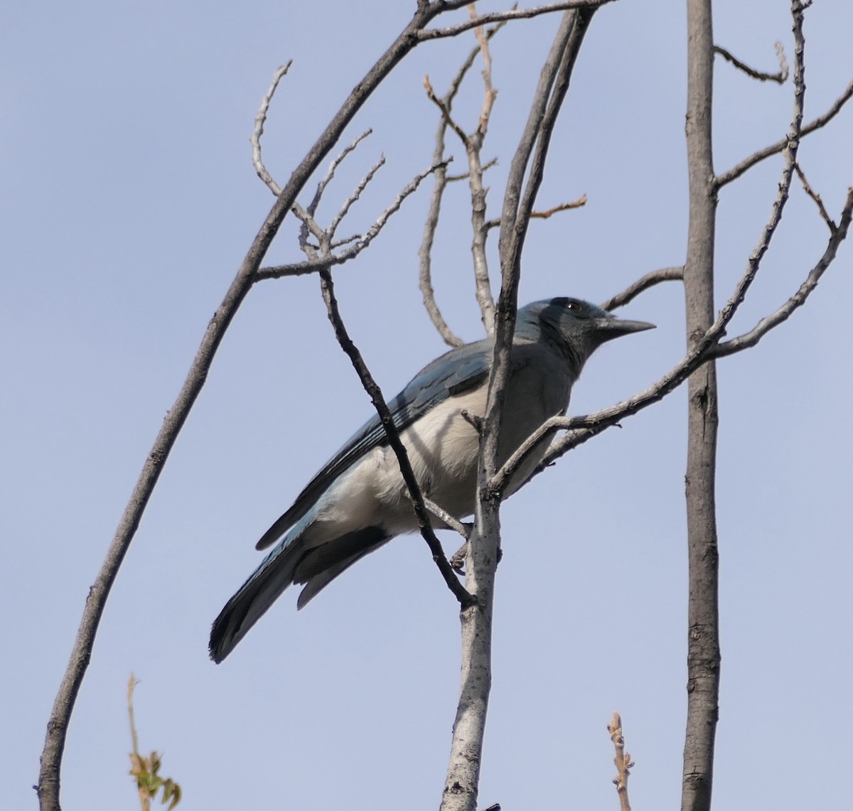 Mexican Jay - ML619594567