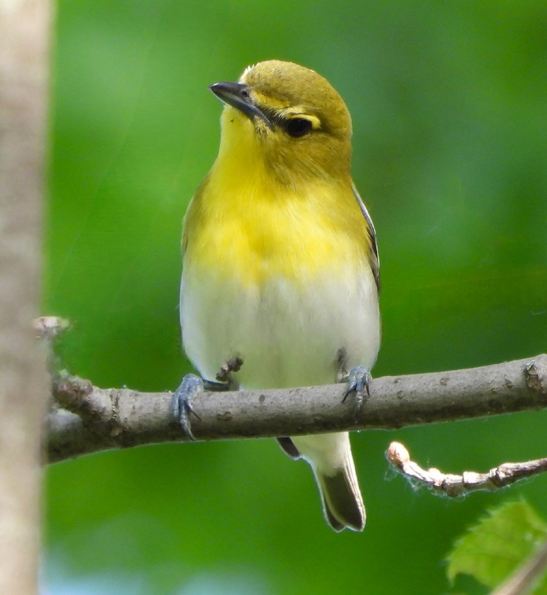 Viréo à gorge jaune - ML619594571