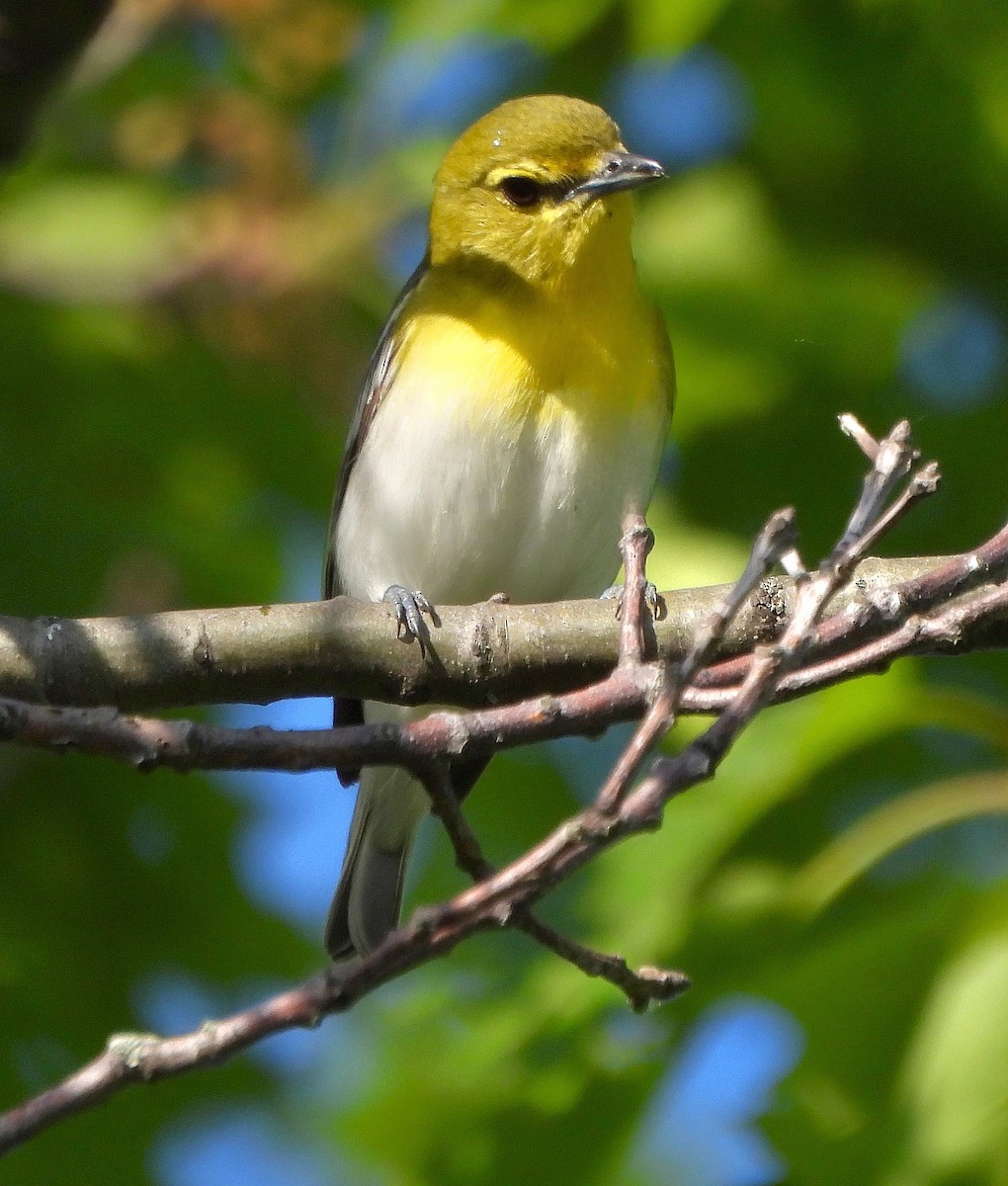 Viréo à gorge jaune - ML619594572