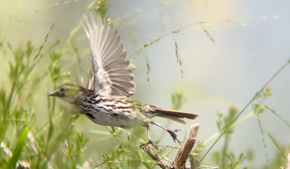 Song Sparrow - Lyla Arum