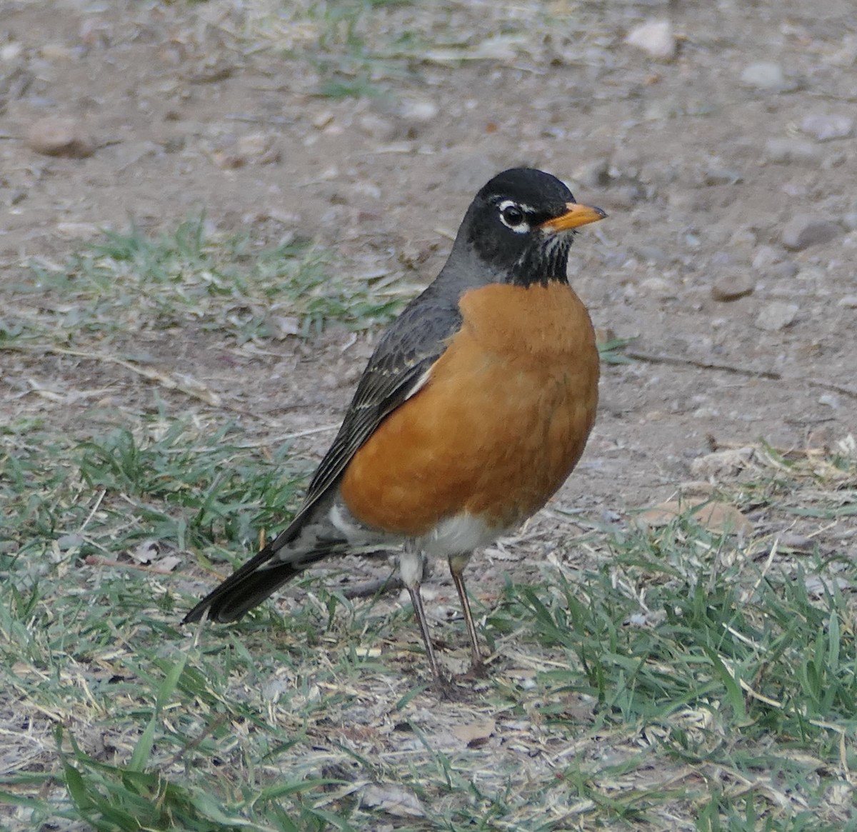 American Robin - Melanie Barnett