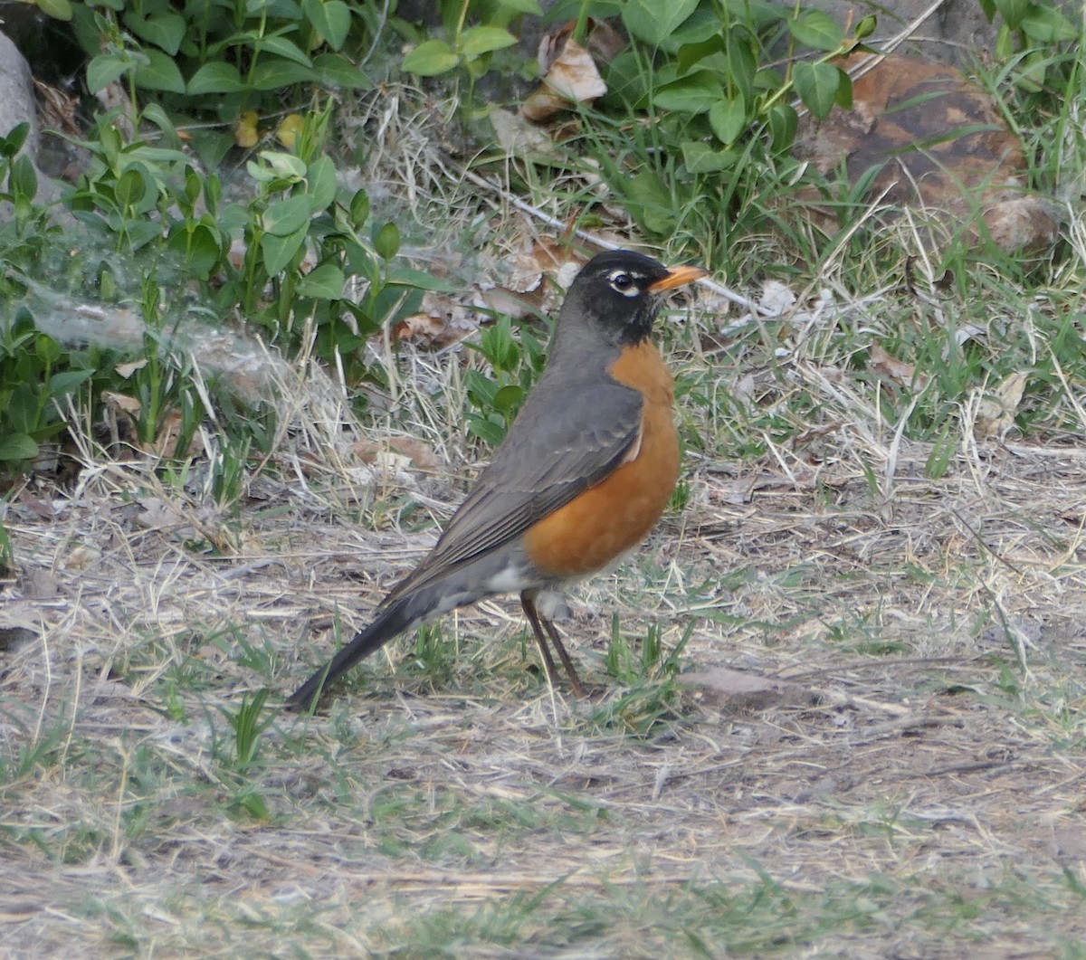 American Robin - Melanie Barnett