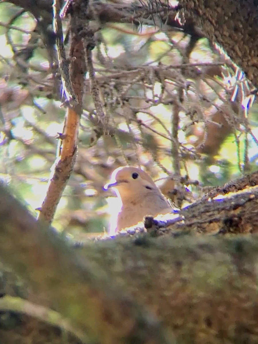 Mourning Dove - F. Rainey