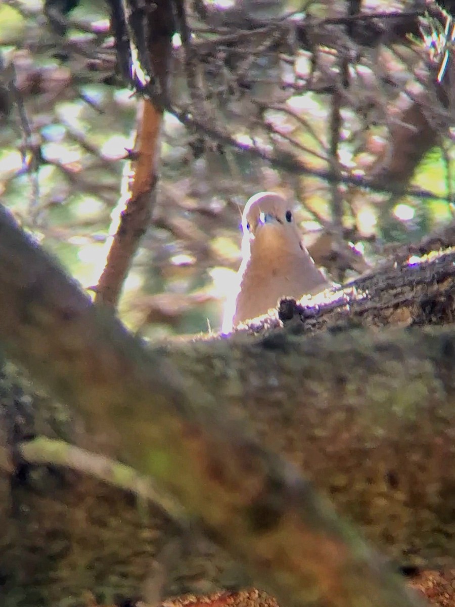 Mourning Dove - F. Rainey