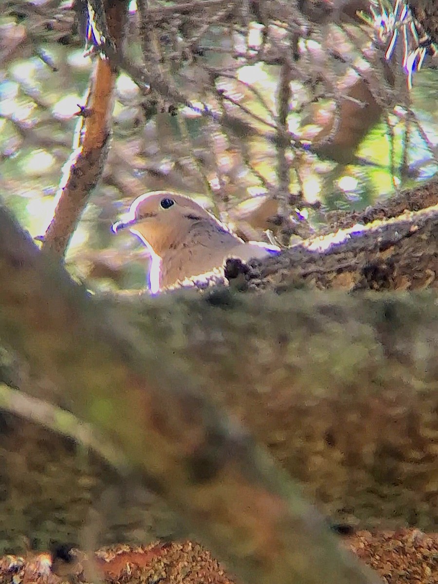 Mourning Dove - F. Rainey