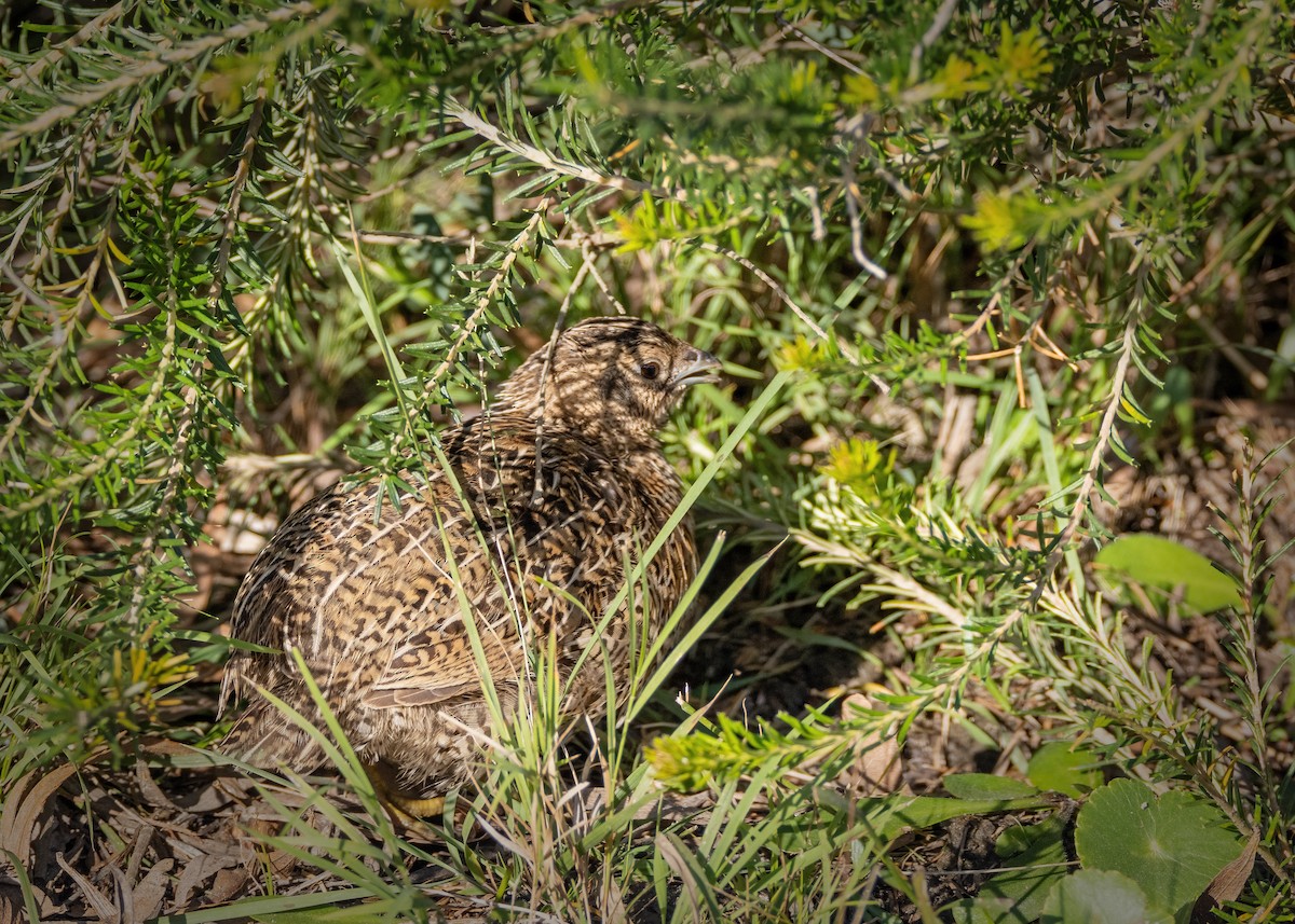 Brown Quail - ML619594589