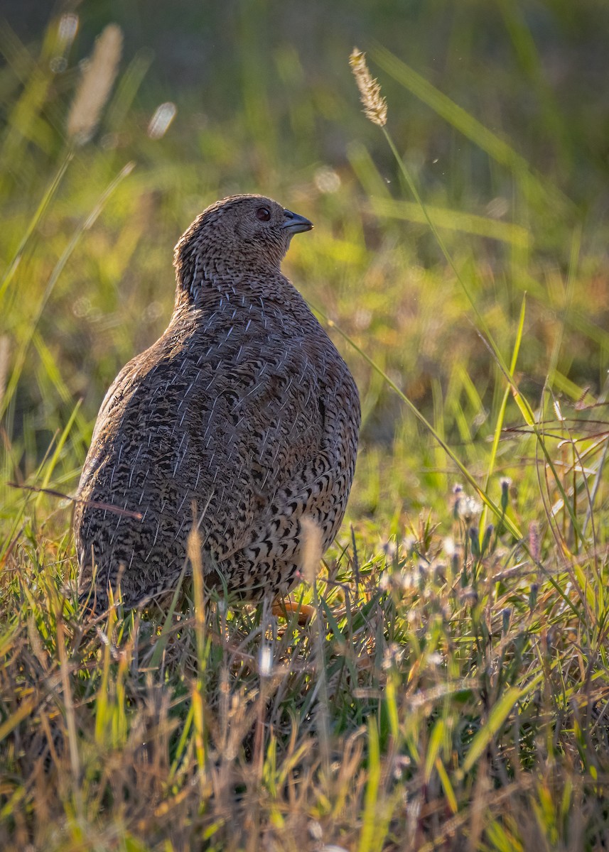 Brown Quail - Julie Clark