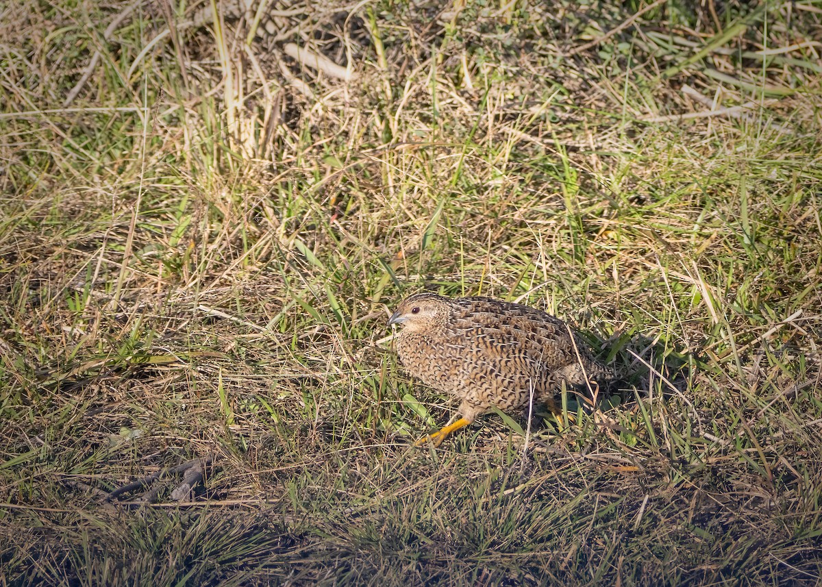 Brown Quail - Julie Clark