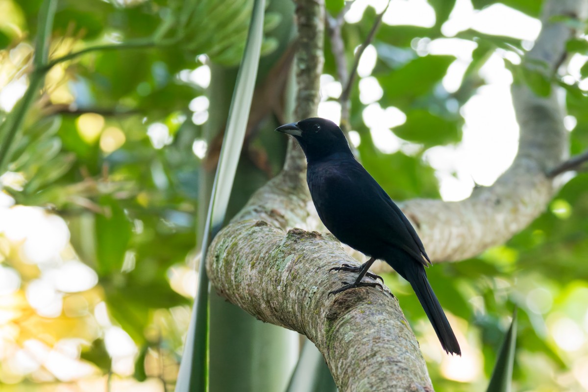 White-lined Tanager - Marcelo  Telles