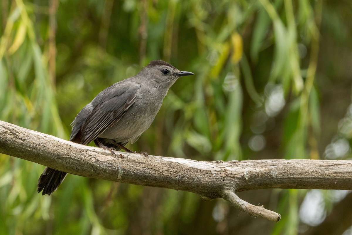 Gray Catbird - Ric mcarthur